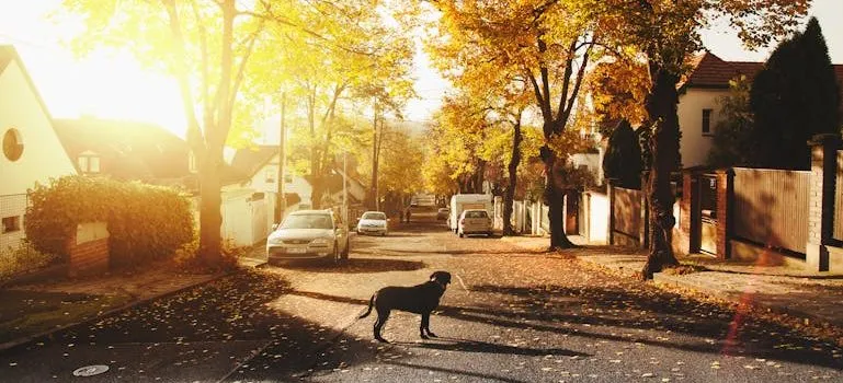 Moving from city to suburbs to see a dog