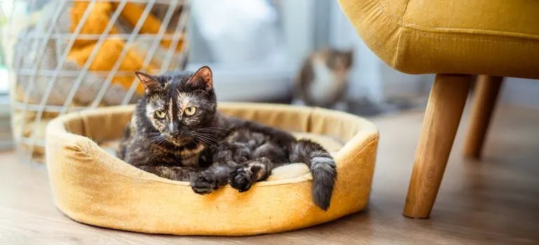 a cat on the pillow