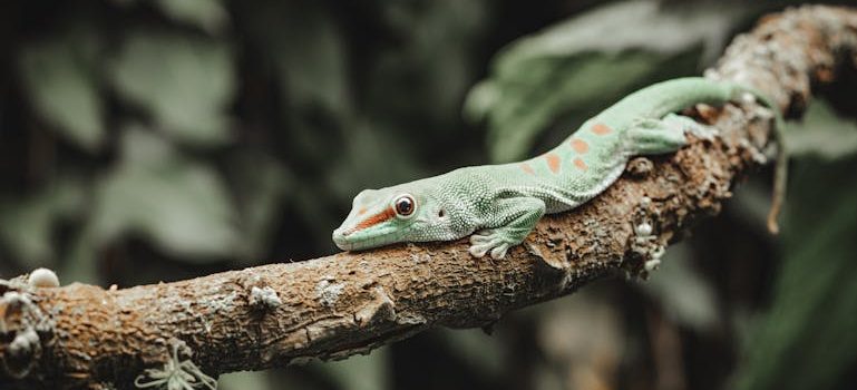 Lizard on a Branch