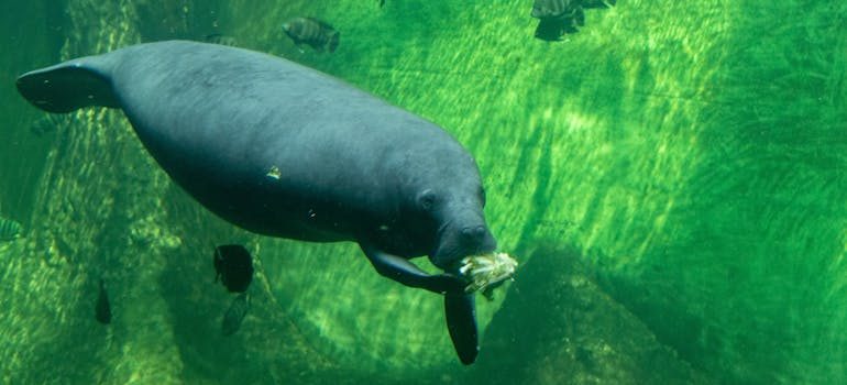 African Manatee Eating while Swimming Underwater
