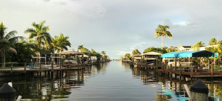 palm trees near water