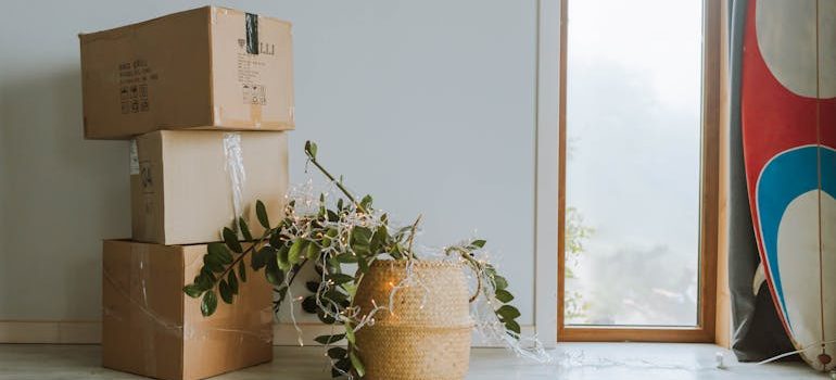Brown Cardboard Boxes Beside Green Plant